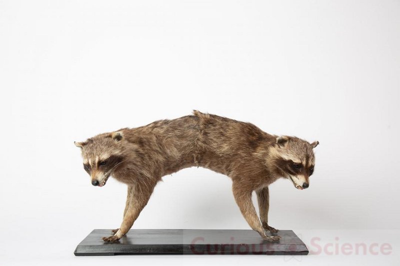 Two Headed Raccoon Chimaera Taxidermy